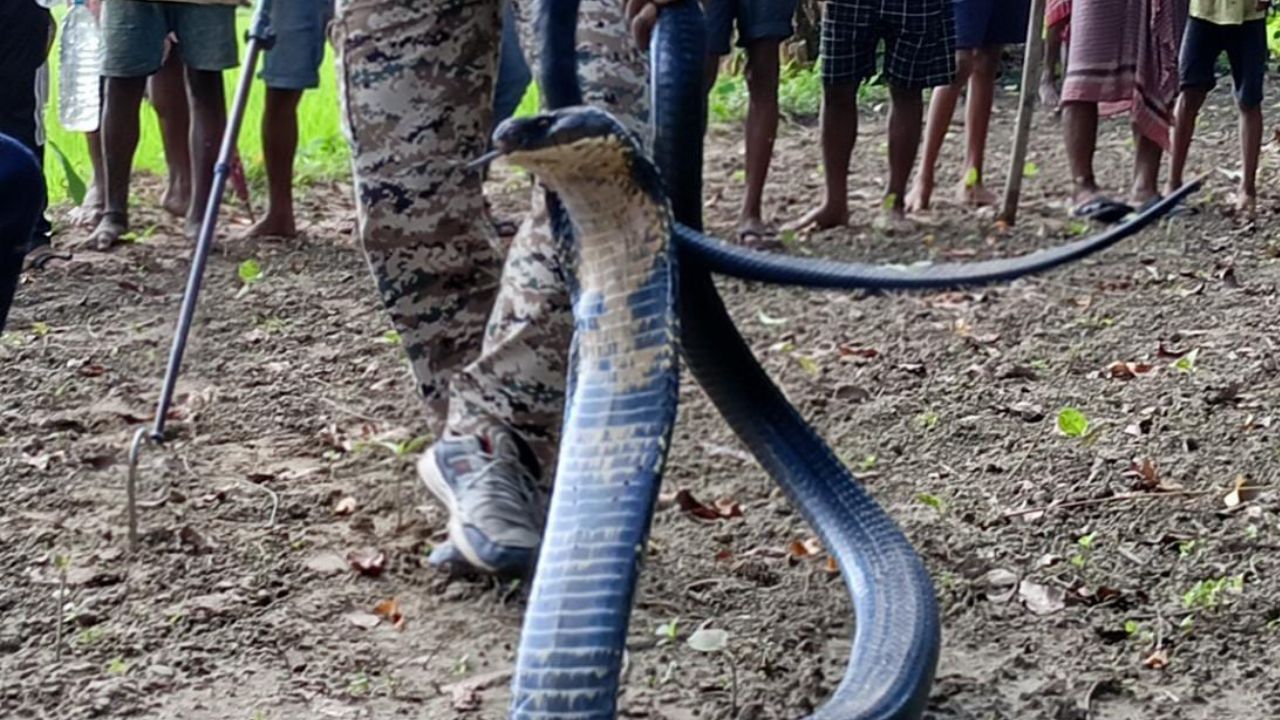 Jalpaiguri King Cobra: কিং কোবরাকে ঠান্ডা জল খাওয়ালেন বনকর্মীরা