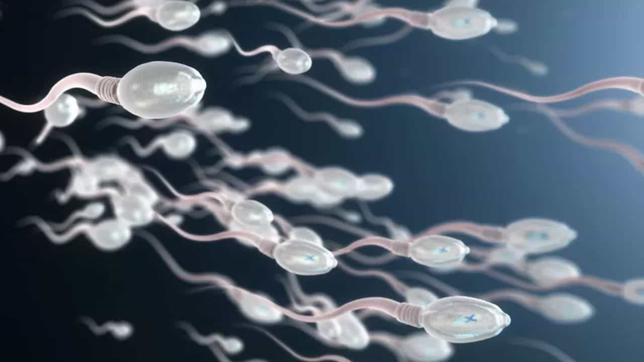 Sperm donate: শুক্রাণু দান করলেই মিলবে হাজার-হাজার টাকা, অভিনব উদ্যোগ হিউম্যান স্পার্ম ব্যাঙ্কের Sperm donate: শুক্রাণু দান করলেই মিলবে হাজার-হাজার টাকা, অভিনব উদ্যোগ হিউম্যান স্পার্ম ব্যাঙ্কের