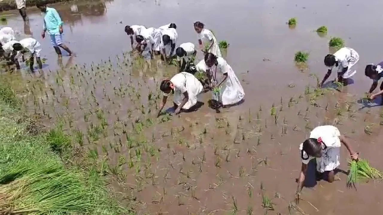 শুধু প্রথাগত শিক্ষা বা পাঠ্যপুস্তকের মধ্যেই সীমিত নয়, কর্নাটকের রাইচূড় জেলার এই স্কুলে শিক্ষাব্যবস্থাকে এক আলাদা মাত্রায় নিয়ে যাওয়া হয়েছে। কথা হচ্ছে রাইচূড় জেলার লিঙ্গাসুগুর তালুকের বেন্দোনি সরকারি স্কুলের। প্রকৃতির সঙ্গে পড়ুয়াদের একাত্ম করতে পড়়ুয়াদের হাতে কলমে প্রশিক্ষণ দেওয়া হচ্ছে। কৃষিকাজের সব খুঁটিনাটি শেখানো হচ্ছে মাঠে নিয়ে গিয়ে।