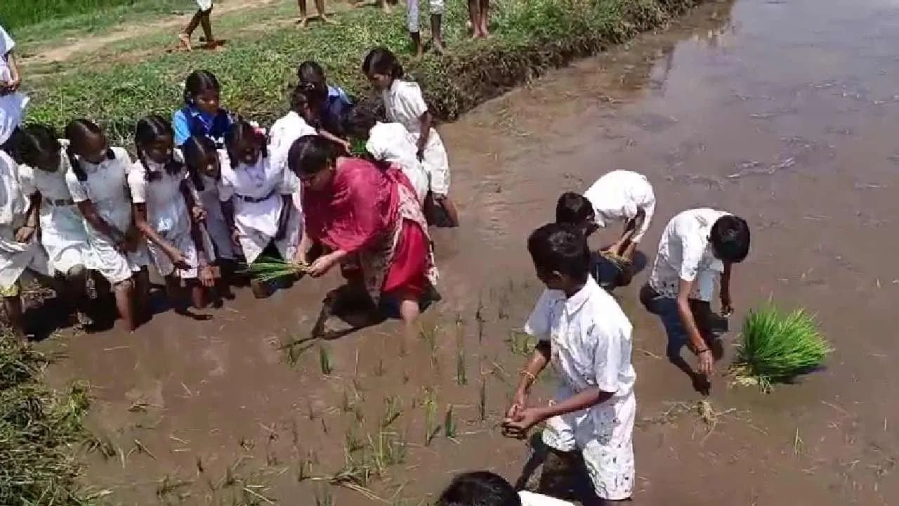 সম্প্রতি ওই স্কুলের পড়ুয়াদের কাছের একটি ধানক্ষেতে নিয়ে যাওয়া হয়েছিল। কৃষিকাজের বিভিন্ন খুঁটিনাটি বিষয়ে পড়ুয়াদের আরও বেশি করে বোঝানো হয় তাঁদের। কীভাবে ধানের চারা বপন করা হয়, সেই সব শেখানো হয়। কৃষিকাজের গুরুত্ব বোঝানো হয় ছোট ছোট পড়ুয়াদের।