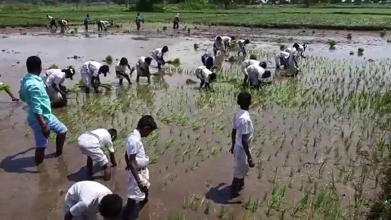 জৈব চাষের পদ্ধতি, মাটির উর্বরতা, রাসায়নিক সারের ব্যবহার-সহ আরও অন্যান্য অনেক বিষয়ে সম্পর্কে পড়ুয়াদের প্রাথমিক ধারণা দেওয়া হয় এই শিক্ষামূলক ভ্রমণে। বিভিন্ন খাদ্যশস্য ও ডাল জাতীয় শস্যের চাষ সম্পর্কে পড়ুয়াদের অবগত করা হয়।