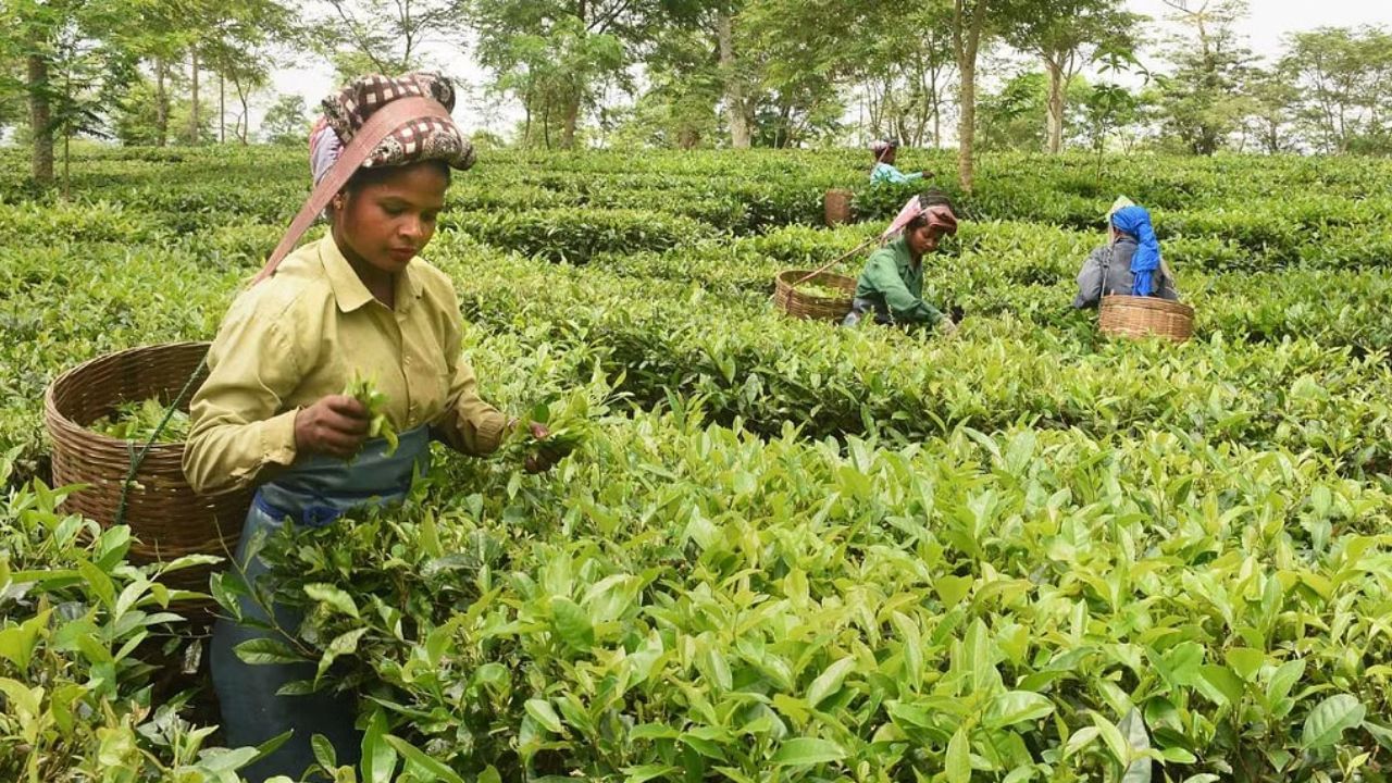 Darjeeling Tea:দার্জিলিং চা ও হাওড়ার হ্যান্ডিক্র্যাফ্টের গয়নার বৈদেশিক চাহিদা বাড়াতে বিশেষ উদ্যোগ কেন্দ্রের