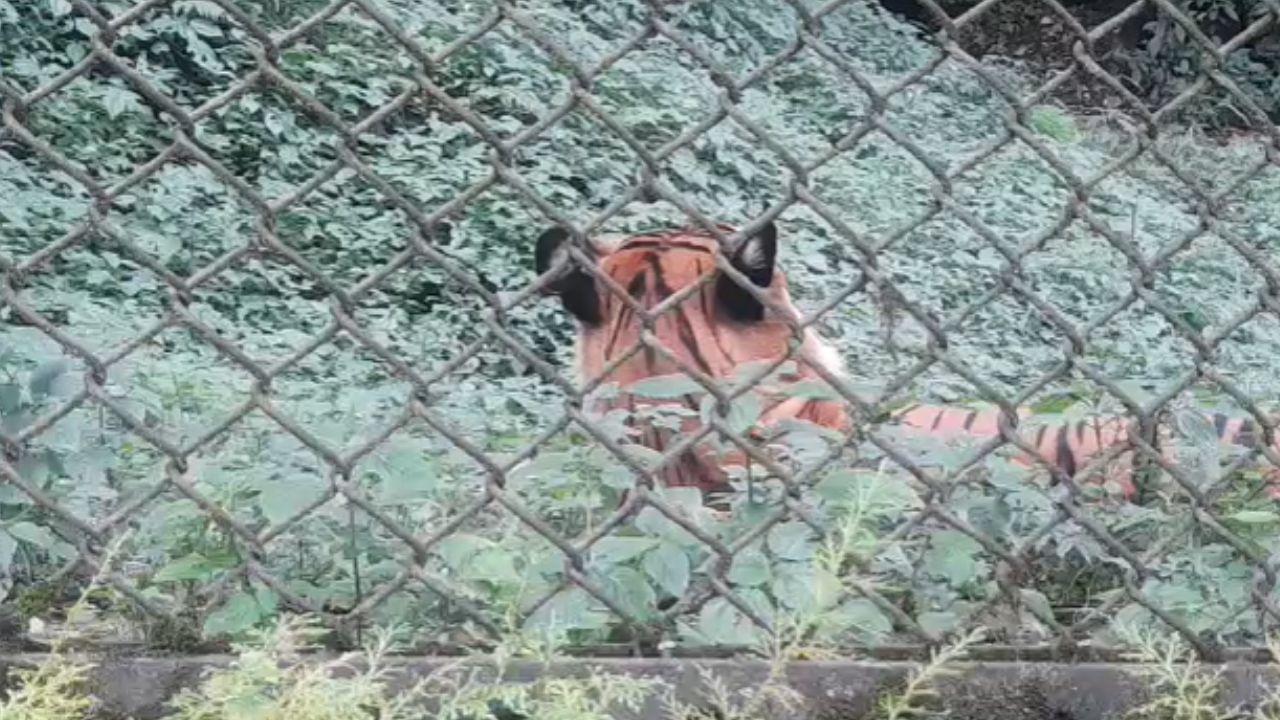 Darjeeling Zoo: সুখবর! নভেম্বরেই ইউরোপ থেকে আরও ২টি বাঘ আসবে চিড়িয়াখানায়