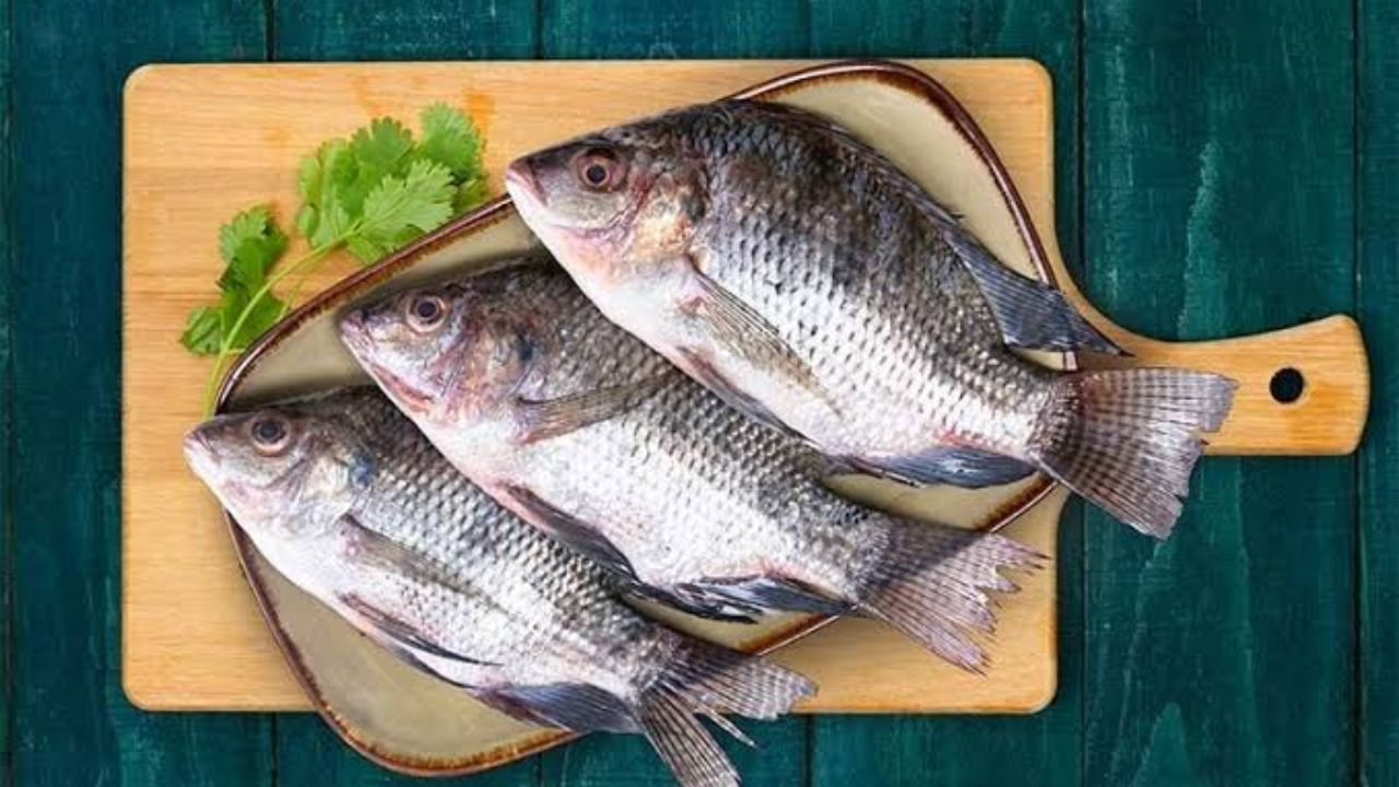 Tilapia Fish: সাধের তেলাপিয়া মাছেই লুকিয়ে বিপদ! বিকল হচ্ছে অঙ্গ, সতর্ক হন Tilapia Fish: সাধের তেলাপিয়া মাছেই লুকিয়ে বিপদ! বিকল হচ্ছে অঙ্গ, সতর্ক হন