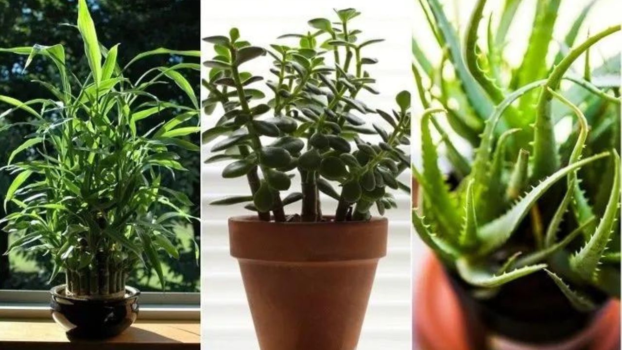 Vastu Tips: ঘর সাজাতে ভুলেও এই ৫ গাছ নয়, ঝামেলার অবসান জীবনে মিটবে না! Vastu Tips: ঘর সাজাতে ভুলেও এই ৫ গাছ নয়, ঝামেলার অবসান জীবনে মিটবে না!
