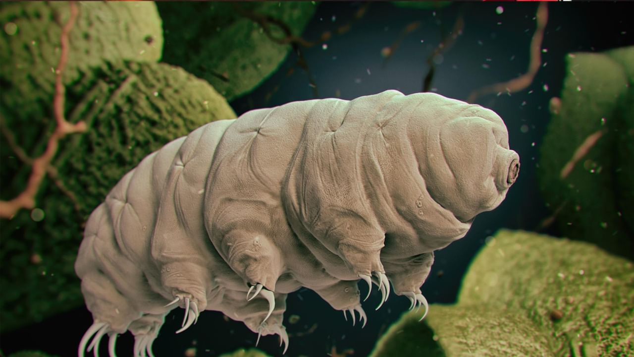 The Tardigrade: খাবার ছাড়াই ৩০ বছর পার!