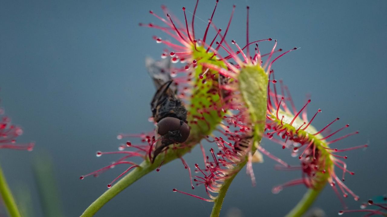 Carnivorous Plant: মাংসাশী গাছ!