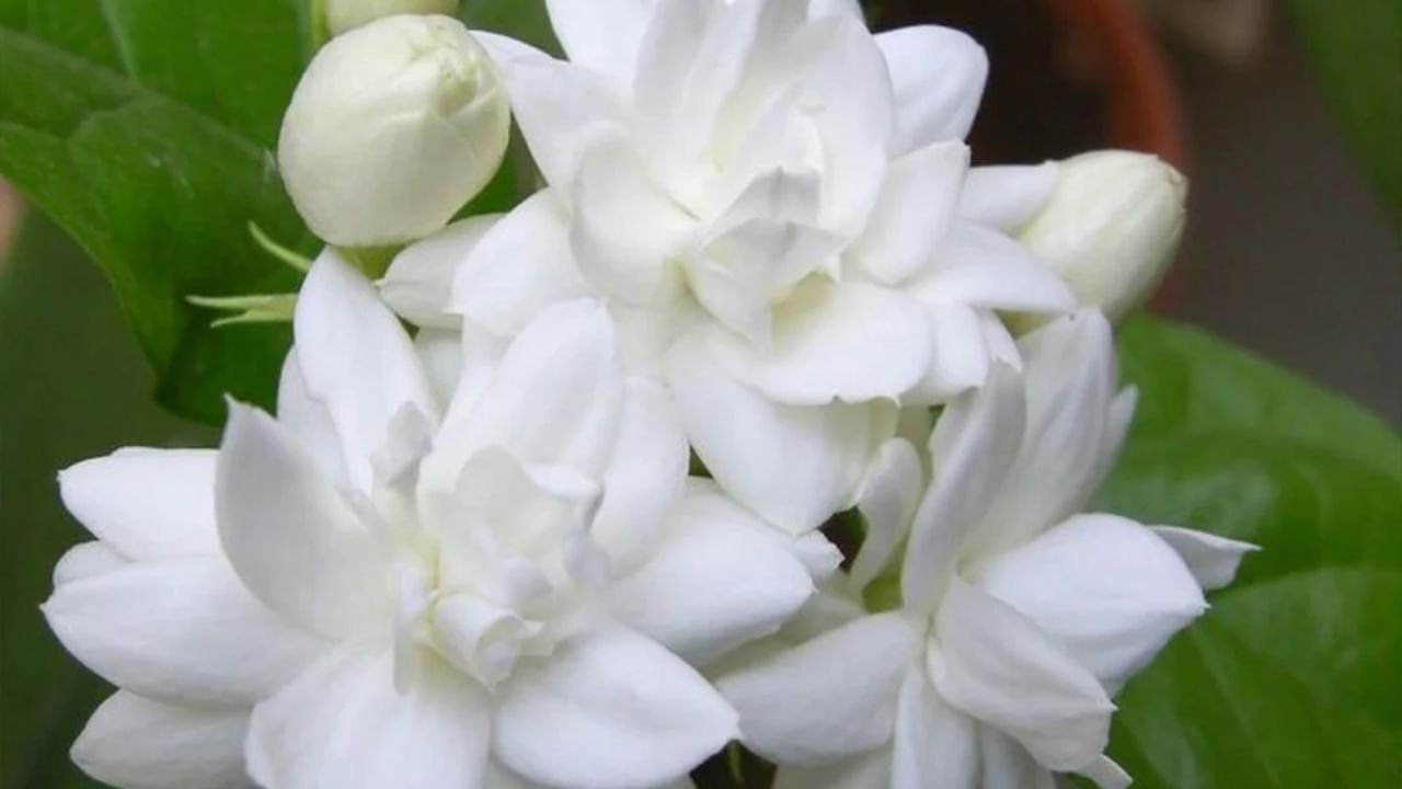 Benefits Of Jasmine: জুঁই ফুলেই খুলবে ভাগ্য!