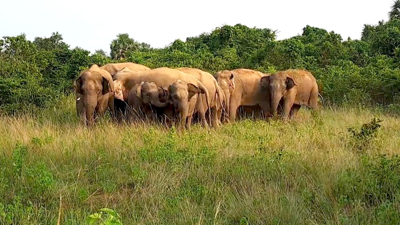 Jhargram Elephant Attack: এলাকায় ১০০ দাঁতাল!