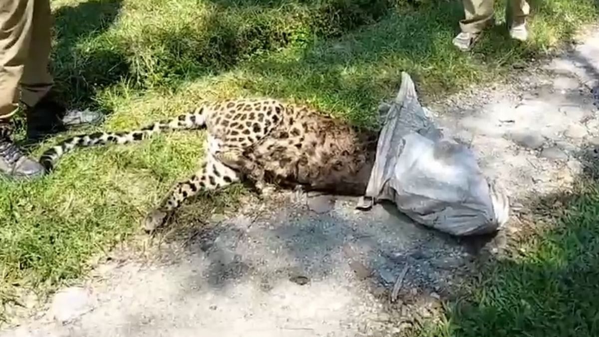 Leopard Recovery In Meteli Tea garden: চিতা বাঘের দেহ উদ্ধার!