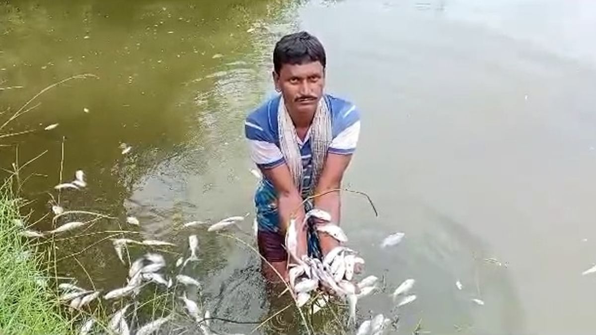 Birbhum News: লক্ষাধিক লোকসানে মাছ চাষি!