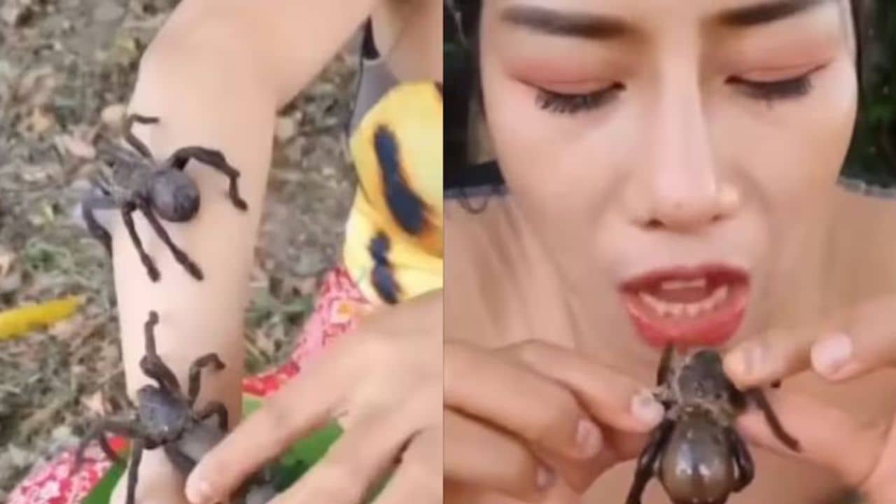 Viral Video: সিঙ্গারার মতো চাটনিতে ডুবিয়ে জ্যান্ত মাকড়সা খেলেন মহিলা, ভয়ঙ্কর ভিডিয়ো