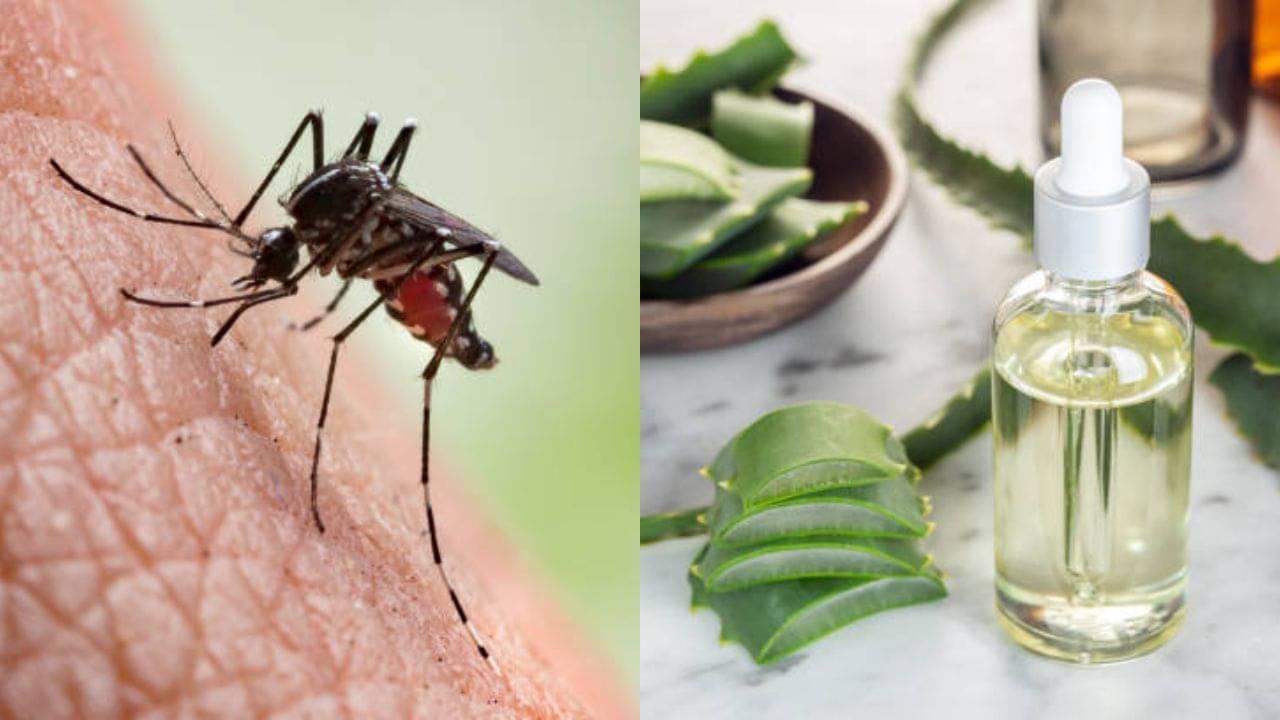 Aloe Vera Oil: মশার কামড়ের হাত থেকে বাঁচতে চান? অ্যালোভেরার তেল মাখুন, ত্বকের জেল্লাও বাড়বে