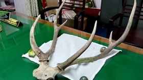 উদ্ধার হরিণের শিং উদ্ধার হরিণের শিং