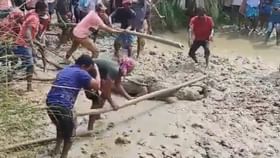 নদীতে নয়, কাটোয়ার গ্রামে ঝোপে লুকিয়ে বিশালাকার কুমির নদীতে নয়, কাটোয়ার গ্রামে ঝোপে লুকিয়ে বিশালাকার কুমির