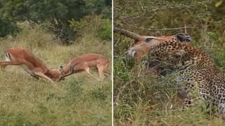 Viral Video: ট্রাকের নিচে পিষে গেল গাড়ি, তবু ট্রাক থামালেন না চালক; ভিডিয়ো দেখলে বুক কাঁপতে বাধ্য