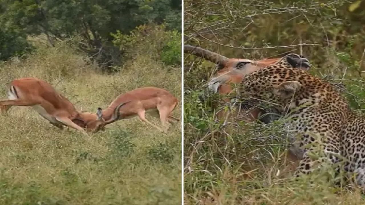 Viral Video: নিজেদের মধ্যেই লড়াইয়ে ব্যস্ত দুই হরিণ, সুযোগ বুঝে 'শিকার' তুলে নিল চিতা!