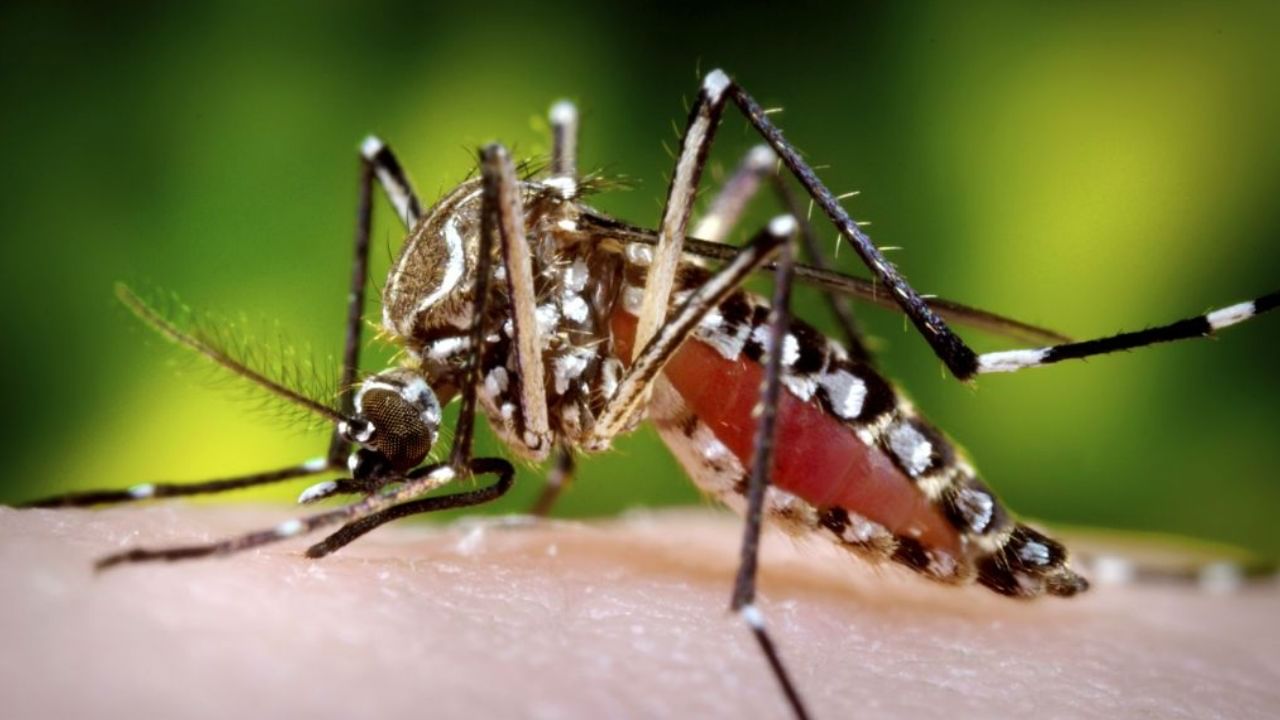 Aedes Aegypti: কীভাবে চিনবেন ডেঙ্গির মশা? Aedes Aegypti: কীভাবে চিনবেন ডেঙ্গির মশা?