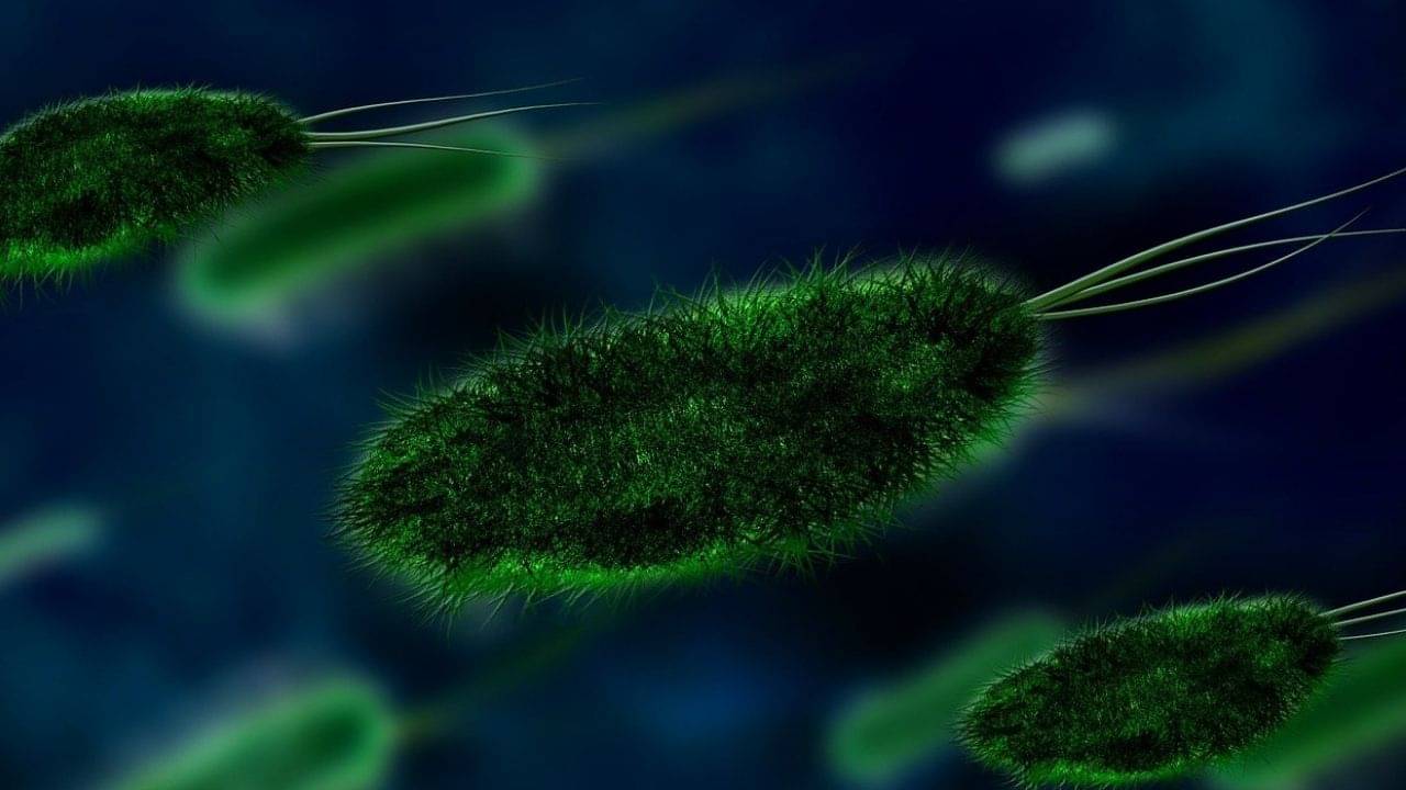 Disease X: স্প্যানিশ ফ্লু কেড়েছিল ৫ কোটি প্রাণ, তার থেকেও ভয়ঙ্কর মহামারি আনতে পারে এক্স!