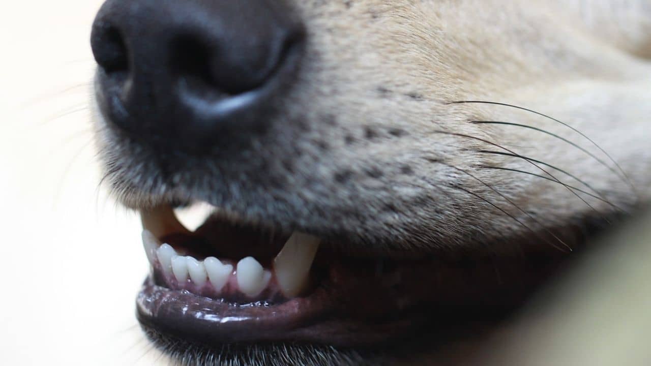 Rabies Death: বকুনির ভয়ে লুকিয়েছিল কুকুরের কামড়ের কথা, ১ মাস পর জলাতঙ্কে মৃত্যু কিশোরের