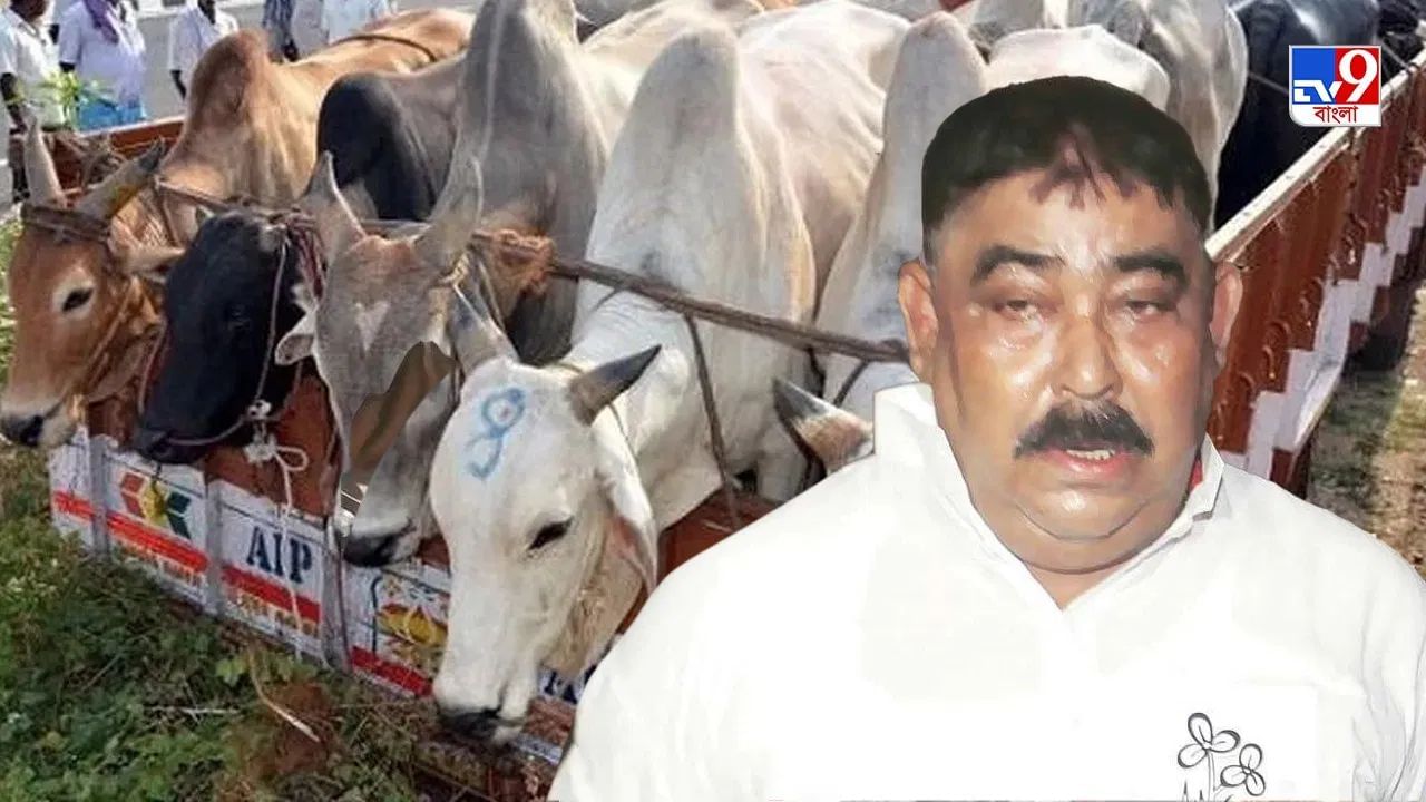 Cattle Smuggling Case: বাংলা থেকে দিল্লিতে সরল গরু পাচার মামলা, চাপ বাড়ল অনুব্রতর