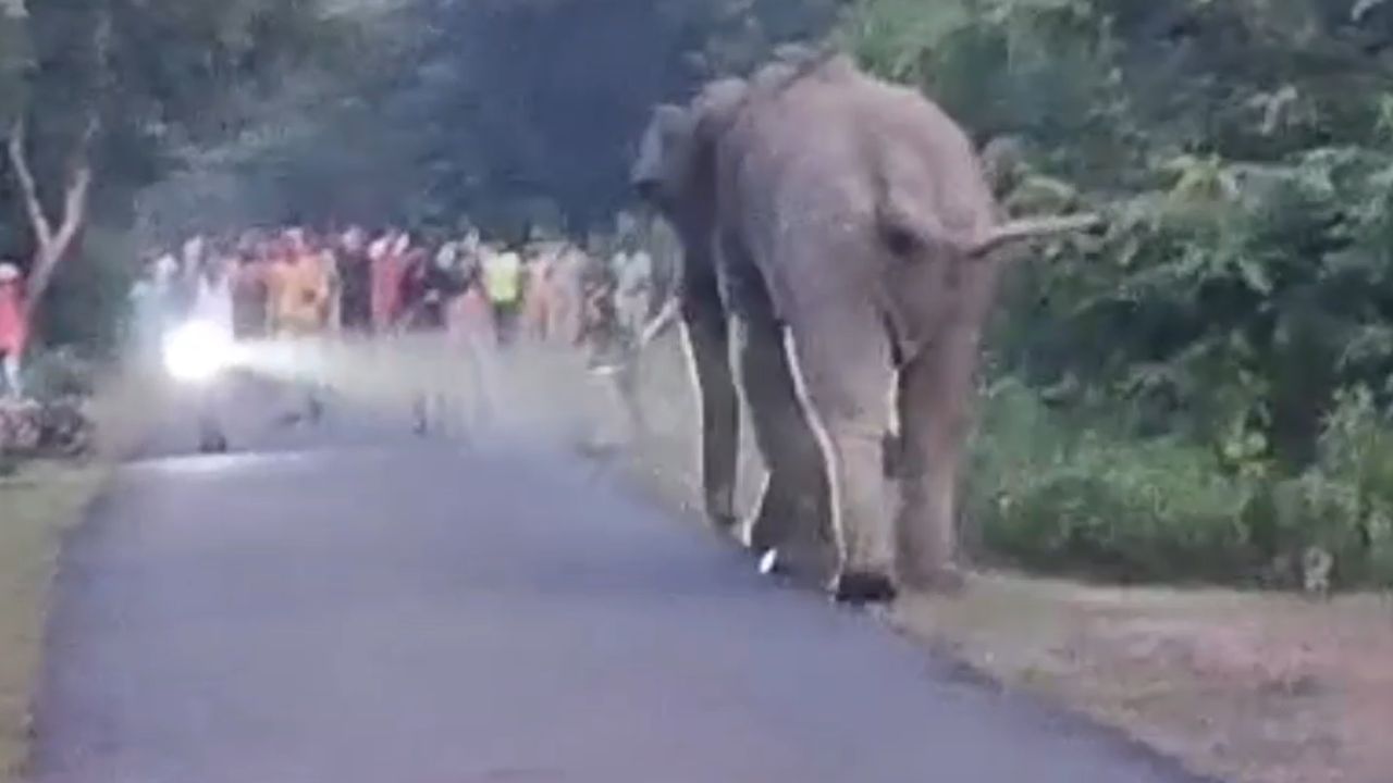 Elephant: হুলাপার্টির সঙ্গে গিয়েছিল হাতি তাড়াতে, ভয়ঙ্কর পরিণতি যুবকের