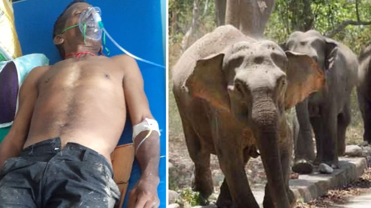 Elephant Attack: হাতির হানায় মৃত্যু, বাড়িতে ঢুকে পিষে দিল বৃদ্ধকে