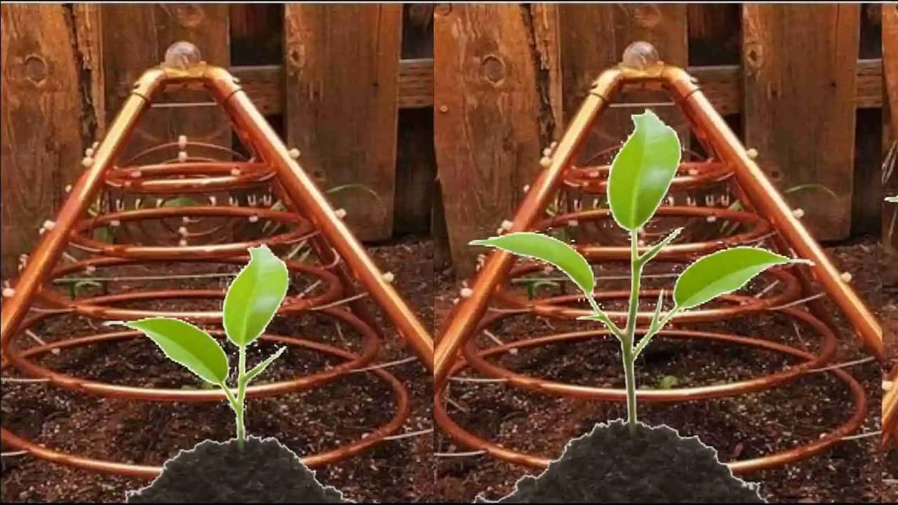 Electro Culture Farming: বেশি ফলন পাওয়ার নতুন উপায়, ফসলে দেওয়া হচ্ছে ইলেকট্রিক শক! কিন্তু কেন?