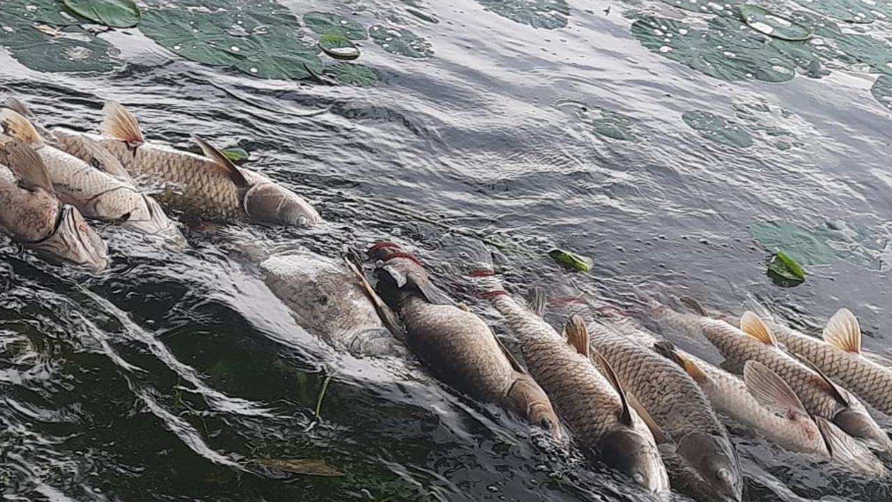 Dead Fish: রবীন্দ্র সরোবরে ভেসে উঠল গুচ্ছ গুচ্ছ মরা মাছ, রক্ষণাবেক্ষণের এ কী হাল!