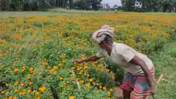 Farmer: পাট চাষে লাভ নেই, গাঁদা ফুটিয়ে লাভের মুখ দেখছেন পূর্বস্থলীর চাষীরা