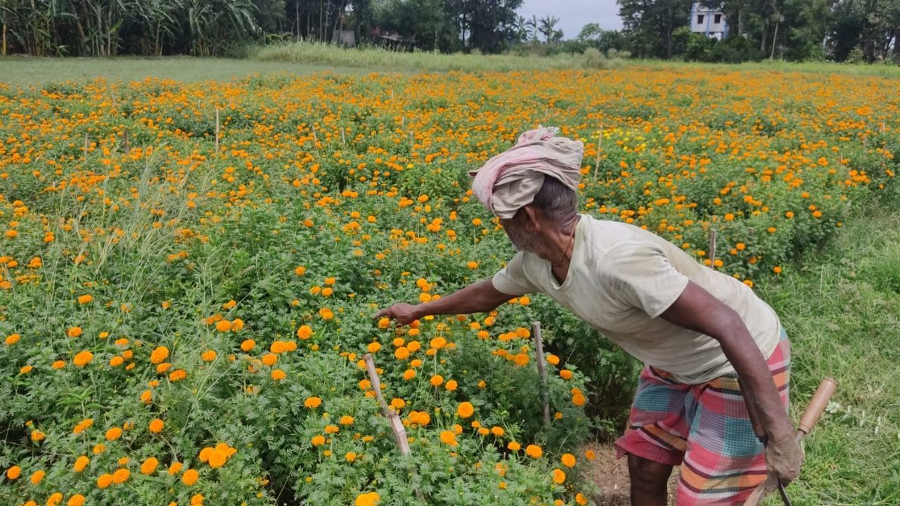 Farmer: পাট চাষে লাভ নেই, গাঁদা ফুটিয়ে লাভের মুখ দেখছেন পূর্বস্থলীর চাষীরা Farmer: পাট চাষে লাভ নেই, গাঁদা ফুটিয়ে লাভের মুখ দেখছেন পূর্বস্থলীর চাষীরা