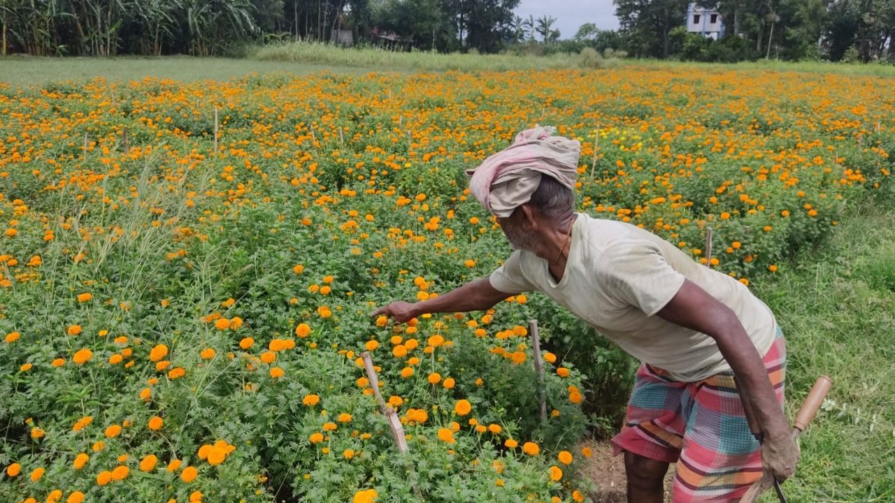 Farmer: পাট চাষে লাভ নেই, গাঁদা ফুটিয়ে লাভের মুখ দেখছেন পূর্বস্থলীর চাষীরা