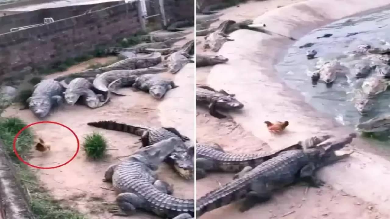 Viral Video: অসম্ভব সাহস আর বুদ্ধির জোরে একদল কুমিরের মুখ থেকে প্রাণ বাঁচিয়ে পালাল মোরগ