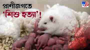 Killer Animal: সন্তানকে বাঁচাতে জন্ম দিয়েই হত্যা করে এই 5 প্রাণী; কেন এমন সিদ্ধান্ত? কী বলছেন বিশেষজ্ঞরা?