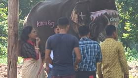 সাজুগুজু করছিল কুনকি হাতি, পুজোয় যাবে; আচমকাই ভয়ঙ্কর কাণ্ড... সাজুগুজু করছিল কুনকি হাতি, পুজোয় যাবে; আচমকাই ভয়ঙ্কর কাণ্ড...