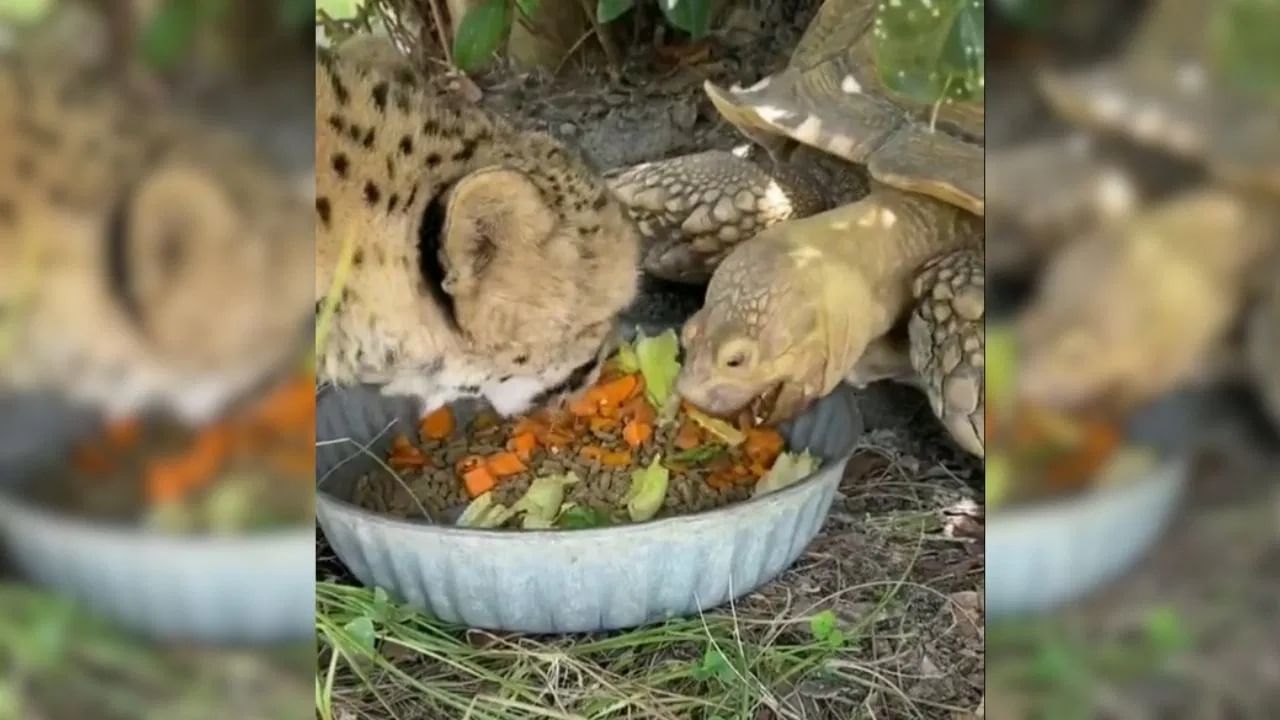 Viral Video: কোনও আক্রমণ না করে এক থালায় খাবার খাচ্ছে চিতা আর কচ্ছপ, কিন্তু কীভাবে সম্ভব?