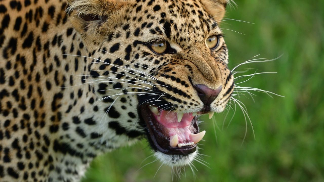 Leopard Attack: দোরগোড়া থেকে শিশুকন্যাকে ছোঁ মেরে নিয়ে গেল চিতাবাঘ, ২ কিমি দূর থেকে উদ্ধার ছিন্নভিন্ন দেহ