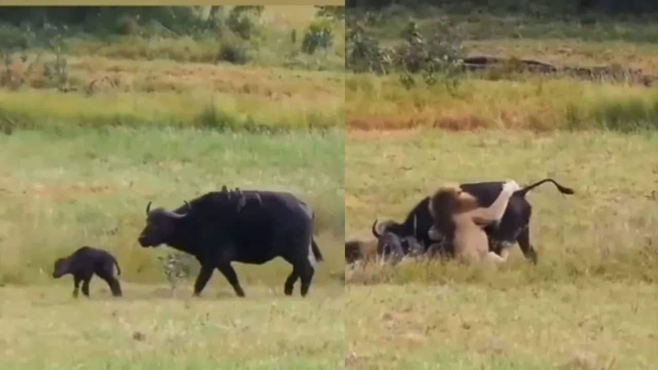 Viral Video: সন্তানকে নিয়ে খাবারের খোঁজে মহিষ, একসঙ্গে দুজনকেই উদরস্থ করল সিংহের দল