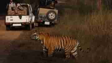 Night Safari in India: রাতের অন্ধকারে নাইট সাফারি করেছেন? অক্টোবরে যেতে পারেন ভারতের এই ৪ জাতীয় উদ্যানে