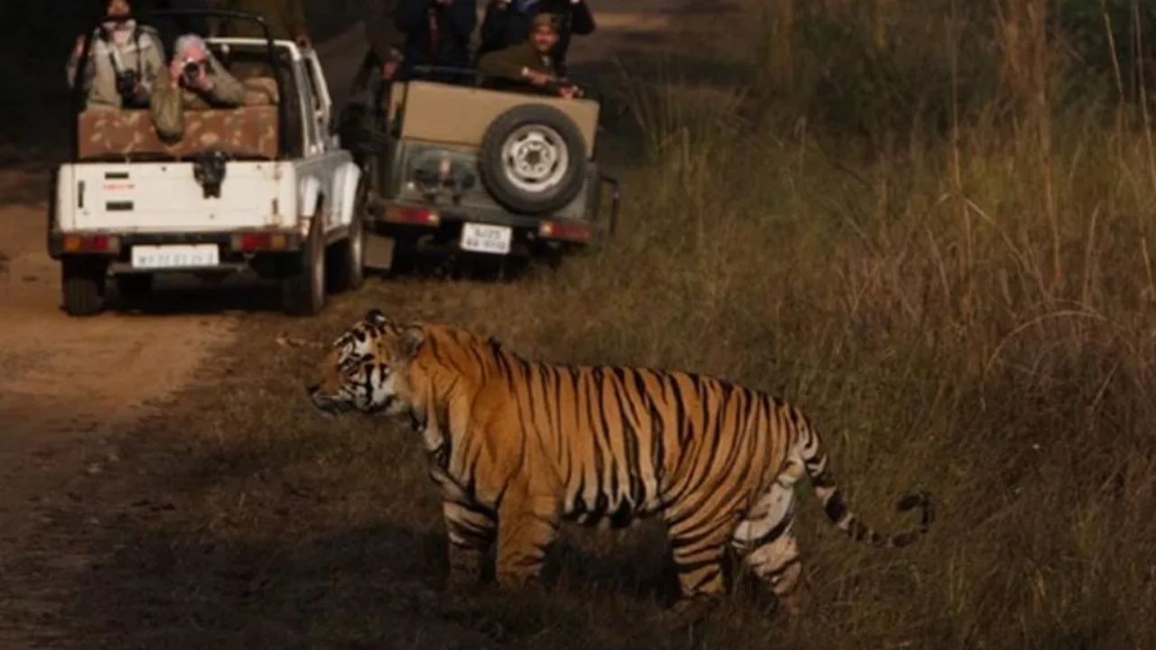 Night Safari in India: রাতের অন্ধকারে নাইট সাফারি করেছেন? অক্টোবরে যেতে পারেন ভারতের এই ৪ জাতীয় উদ্যানে