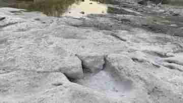 Dinosaur footprints: 11.3 কোটি বছর আগে আমেরিকা জুড়ে ঘুরে বেড়াত ডাইনোসররা, সামনে এল বিশাল পায়ের ছাপ