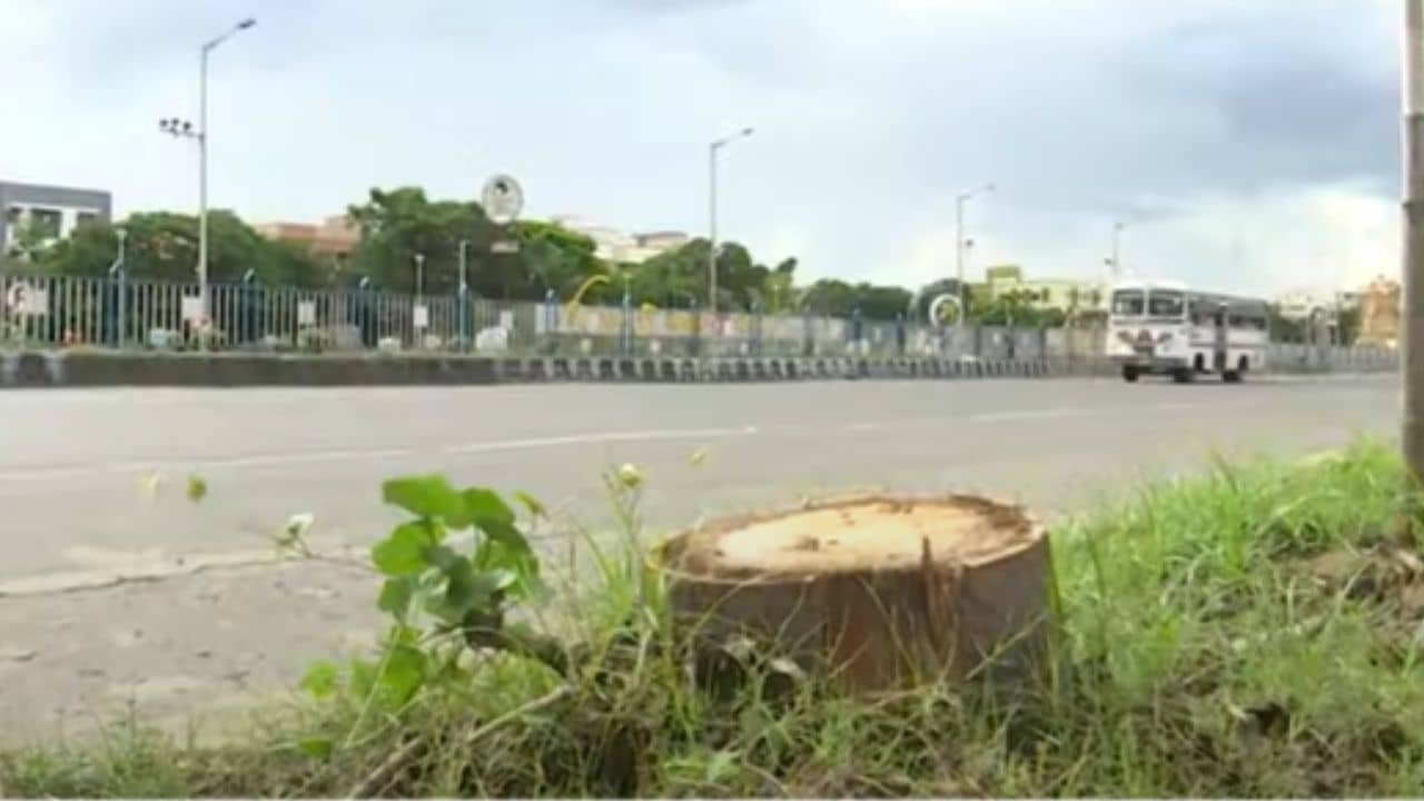 Patuli Tree Cut: পাটুলিতে অবাক কাণ্ড! রাস্তার ধারের ৩৭টি গাছ উধাও