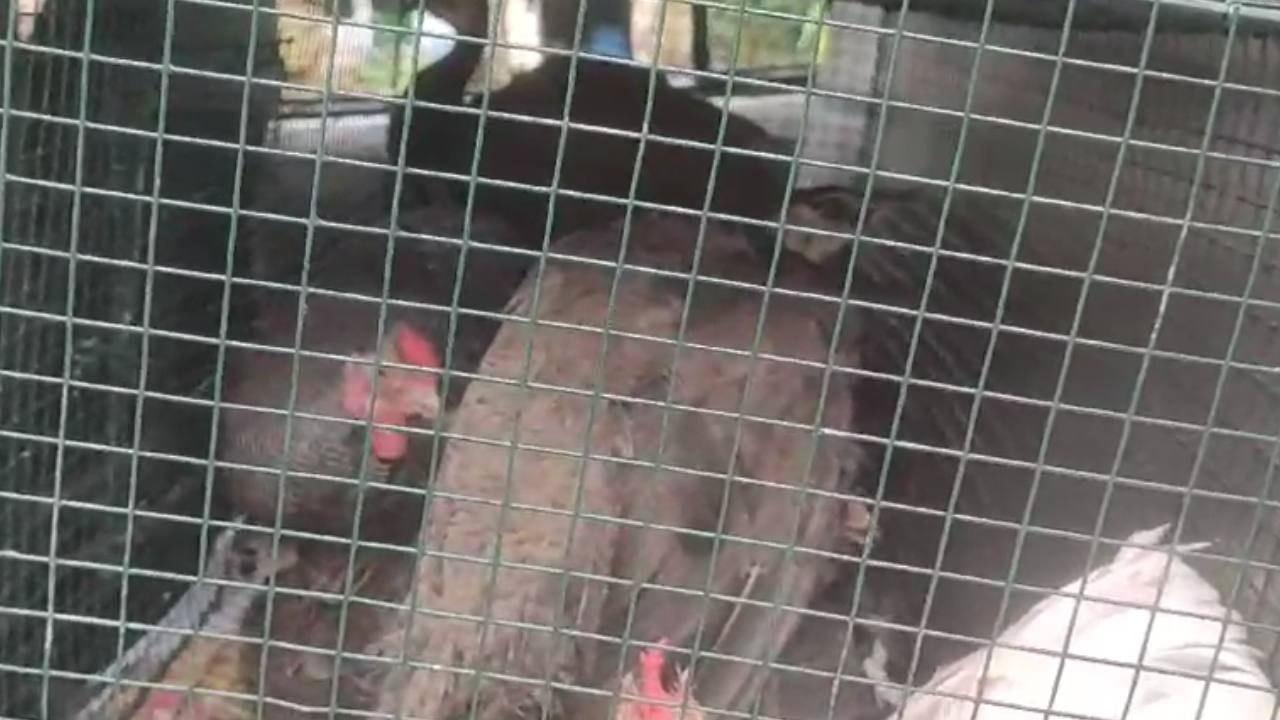 BSF: বাংলাদেশে ময়ূর পাচারের চেষ্টা, গ্রেফতার ১ যুবক BSF: বাংলাদেশে ময়ূর পাচারের চেষ্টা, গ্রেফতার ১ যুবক