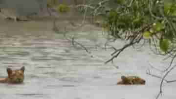 Royal Bengal Tiger: ভরা বর্ষায় সাঁতার কাটছে বাঘিনী, সঙ্গে আরও দুই রয়্যাল... দেখে নিন ভিডিয়ো