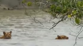 VIRAL VIDEO ভরা বর্ষায় সাঁতার কাটছে বাঘিনী, সঙ্গে আরও দুই 'রয়্যাল' VIRAL VIDEO ভরা বর্ষায় সাঁতার কাটছে বাঘিনী, সঙ্গে আরও দুই 'রয়্যাল'