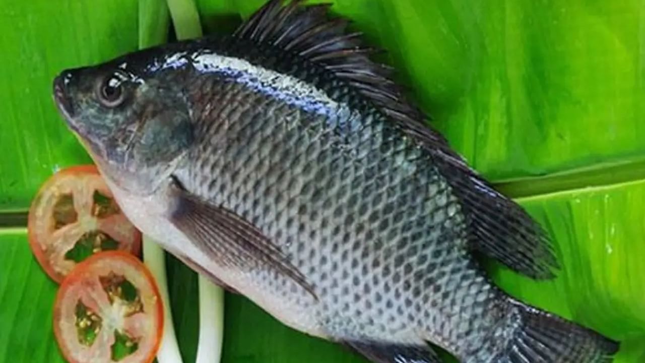 The Tilapia Fish: তেলাপিয়া খেয়ে বাদ গেল দুই হাত পা