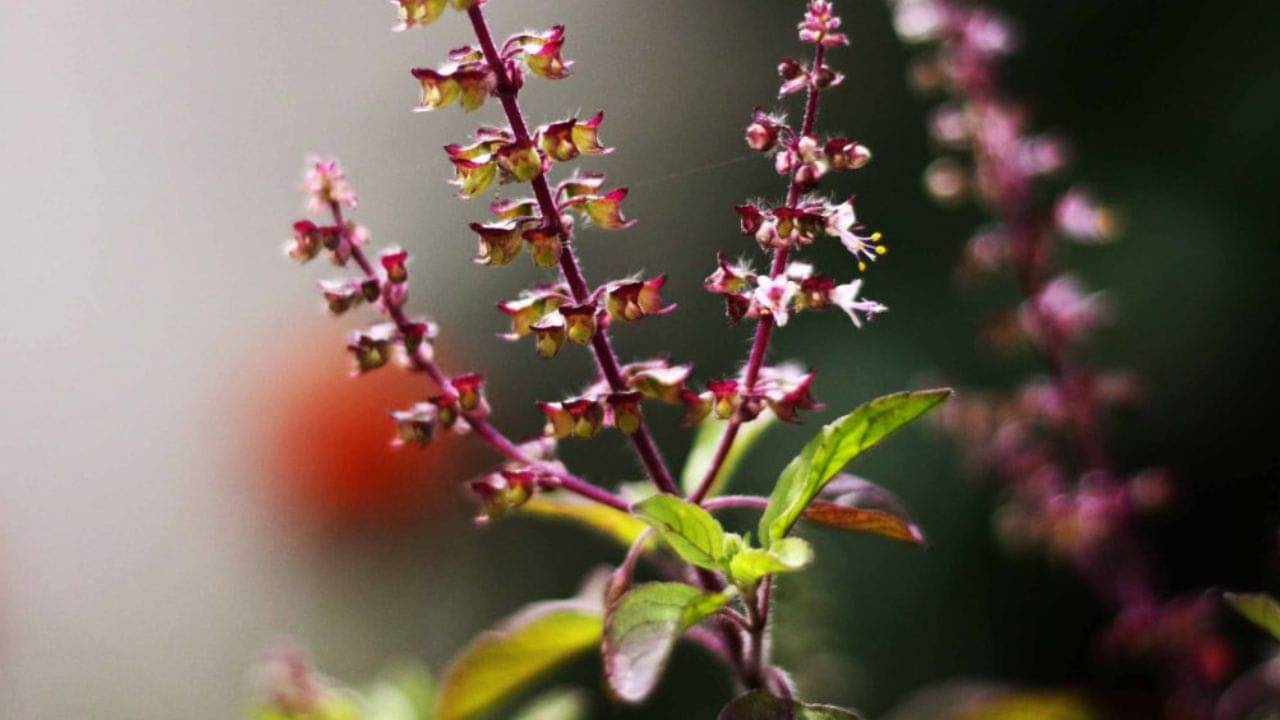 Tulsi Tips: পাতা নয়, তুলসী মঞ্জুরি দিয়ে করুন এই ৪ সহজ কাজ, ধনসম্পদে ভরে যাবে আপনার সংসার