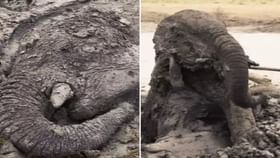 কাদায় ঢুকে রয়েছে অর্ধেক শরীর, আনা হল ট্রাক্টর, 'পুনর্জন্ম' পেল হাতি কাদায় ঢুকে রয়েছে অর্ধেক শরীর, আনা হল ট্রাক্টর, 'পুনর্জন্ম' পেল হাতি
