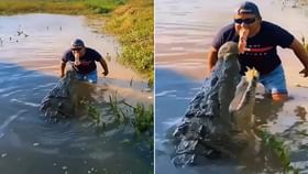 মুখে করে মাংস নিয়ে কুমিরকে খাওয়াতে গেল যুবক; তারপরে যা হল... মুখে করে মাংস নিয়ে কুমিরকে খাওয়াতে গেল যুবক; তারপরে যা হল...