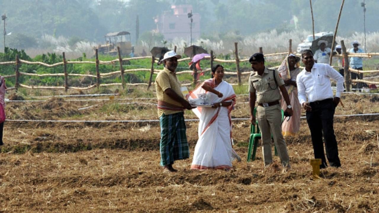 ২০১৬ সালের ২০ অক্টোবর। মুখ্যমন্ত্রী মমতা বন্দ্যোপাধ্যায় শস্যদানা ছড়ালেন সেই সিঙ্গুরের সেই জমিতে। (Photo by Subhankar Chakraborty/Hindustan Times via Getty Images)